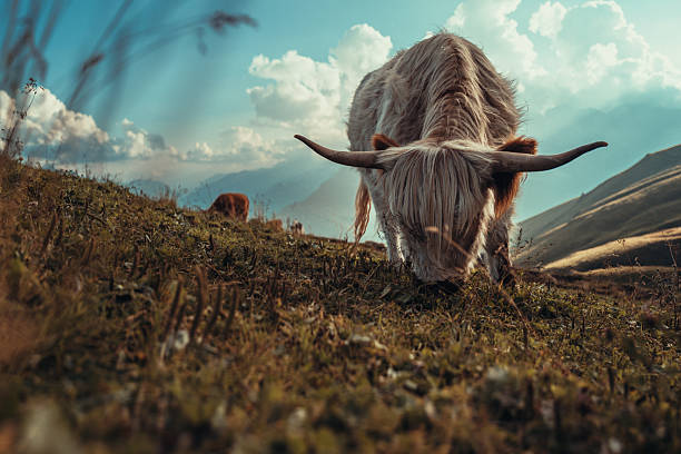 A Highland cow yak grazes peacefully on a steep alpine meadow beneath a glowing mountain sky in the Dolomites. The soft light, rolling hills, and vast horizon evoke a quiet sense of scope and scale.