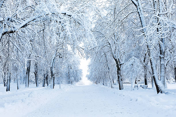 istock Path covered with a snow among tree branches in winter park. An atmospheric winter landscape with snow-covered trees 2241237807