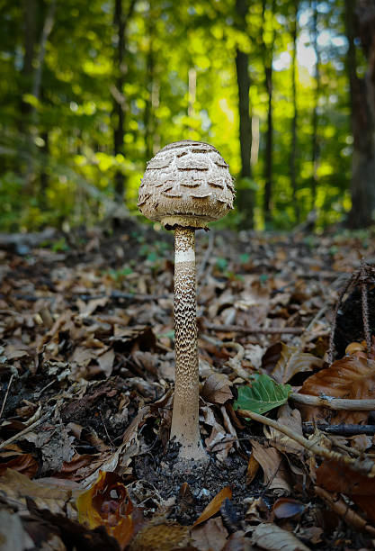Parasol mushroom standing tall in autumn forest