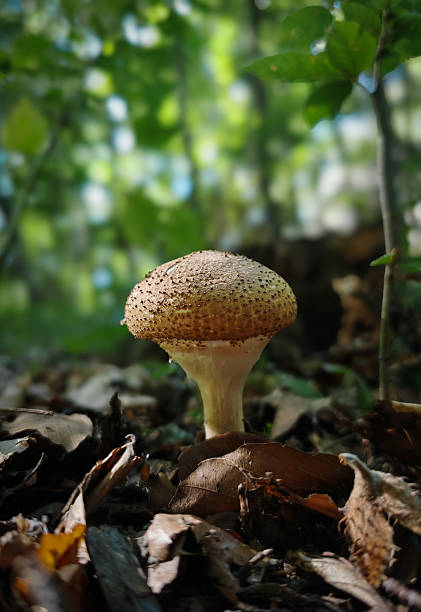 istock Scalycap mushroom in autumn forest light 2241238138