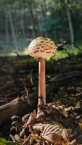 istock Tall parasol mushroom in sunlit beech forest 2241238256