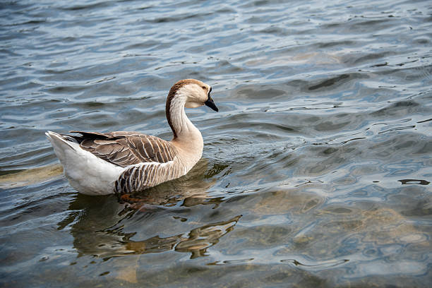 Migratory Chinese goose swimming in the lake