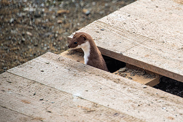 A marten sticking its head out between the boards