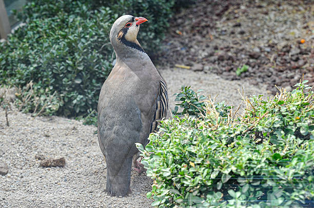 A chukar partridge wandering on the sand