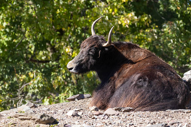 The yak (Bos grunniens), also known as the Tartary ox