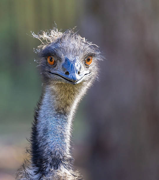 istock Emu close up portrait 2241240358