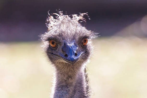 istock Emu close up portrait 2241240384