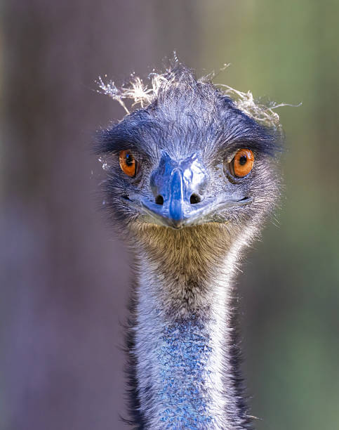 istock Emu close up portrait 2241241304