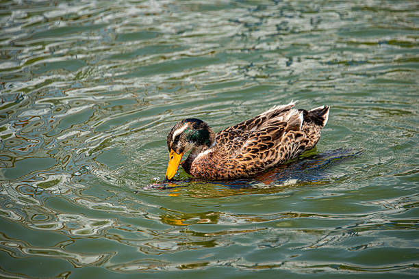 Female mallard filtering water through its beak