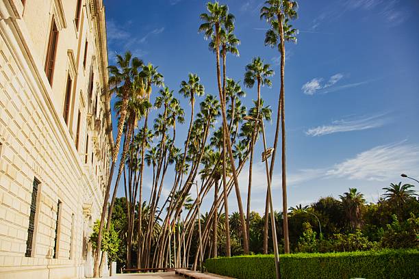 istock Tropical Palm Promenade with Historic Building 2241242478