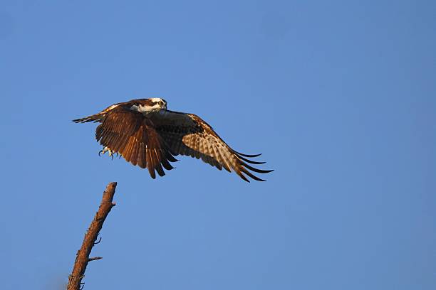 Osprey in flight against a clear blue sky, wings spread wide above a tree branch, showcasing natural beauty and freedom.