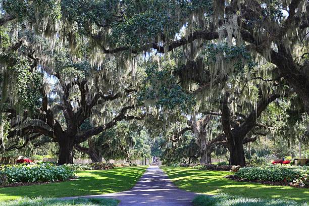 istock Pathway under oak trees with Spanish moss in Charleston. 2241242710