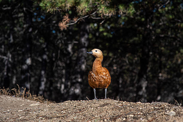 Ruddy shelduck wandering in the forest