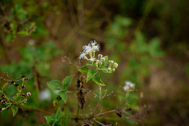 Macro shot of a wild plant with delicate white flowers and green leaves in a natural outdoor setting.