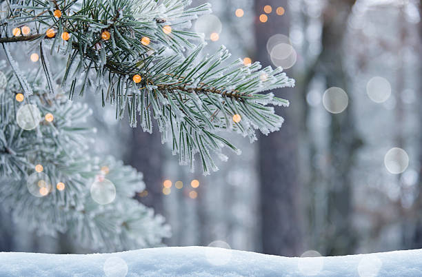 istock Frosted Tree Branches in a Quiet Winter Forest with defocused lights for Christmas celebration 2241244198