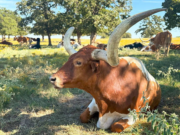 istock Texas longhorn lying down on the autumn pasture 2241244257