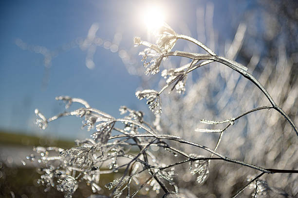A close-up of frost-covered plant stems glistening in cold morning sun, set against a cool blue bokeh backdrop. Evocative of winter, stillness, and natural beauty in icy landscapes.
