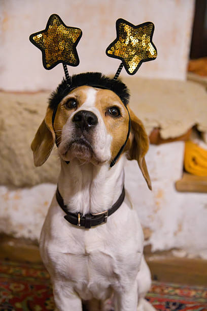 A friendly beagle sits indoors wearing a black elastic headband with two gold sequin stars, creating a playful party vibe. Ideal for festive pet, celebration, or holiday themed stock imagery.