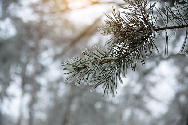 A close-up of frost-coated branches in a tranquil winter forest, capturing delicate ice crystals and a serene, cool mood. This image evokes calm, cold beauty and natural winter atmosphere.