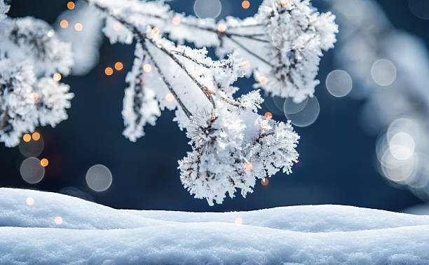 Frosty Snow-Covered Branches With Soft Bokeh Lights In A Tranquil Winter Night Scene