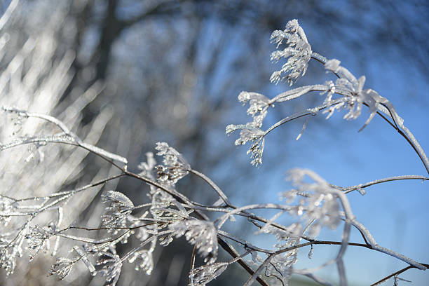 A close-up of frost-covered plant stems glistening in cold morning sun, set against a cool blue bokeh backdrop. Evocative of winter, stillness, and natural beauty in icy landscapes.