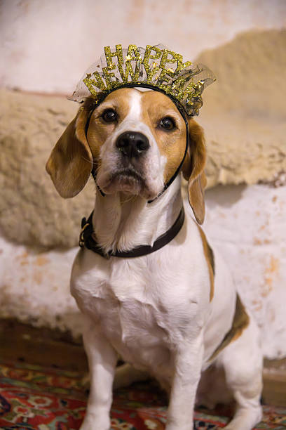 Beagle Wearing Sparkly Headband \