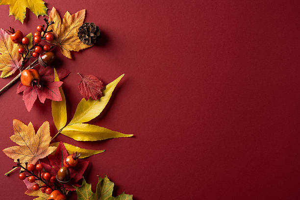 istock A colorful autumn leaves composition with berries and pinecone on a deep burgundy backdrop. Warm, seasonal scene suitable for fall decor, nature themes, and harvest inspired visuals 2241245905