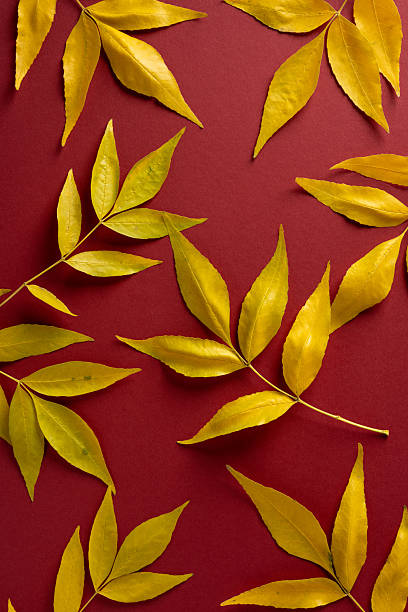 istock Bright yellow leaves spread across a deep red backdrop, captured in a vertical layout. Autumn color contrast feels vibrant and calm, suitable for nature, art, and design projects 2241246044