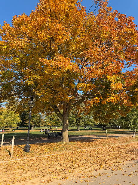 istock Tree with gold and orange autumn leaves 2241246639