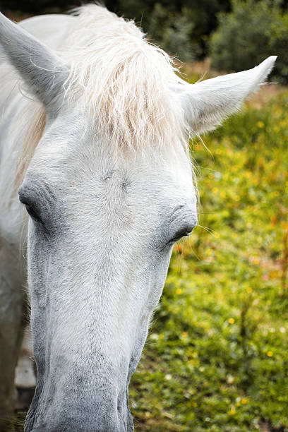 istock Majestic white horse in windswept meadow portrait 2241247841