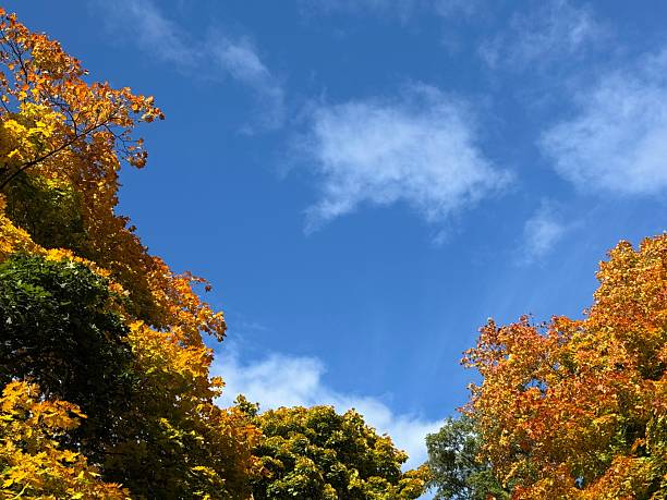 Unusual Altocumulus Floccus clouds - popularly known as and described as \