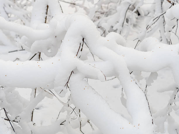 istock Tree branches in winter covered with snow and frost in snowfall. Frozen tree branches. 2241250026