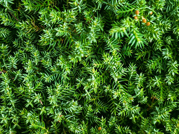 istock overhead view of dense vibrant green juniper foliage texture 2241250808
