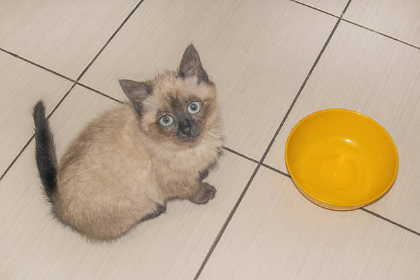 A Siamese-colored kitten is sitting on a light tile floor next to a bright yellow bowl. The animal looks directly at the camera, its eyes expressing curiosity and anticipation.