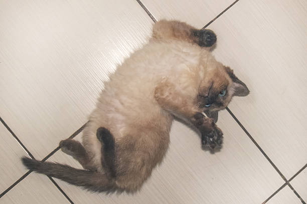 A cute fluffy Siamese kitten lies on its back on the light tile floor, showing its belly. It looks sideways, ready to play, with its blue eyes adding to its charm.
