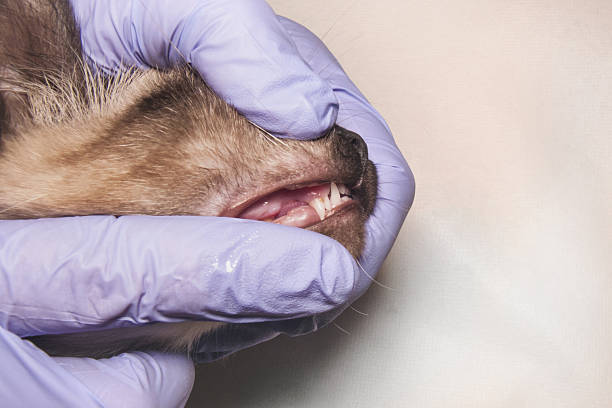 istock Veterinary examination: nitrile gloves opening a kitten's mouth to check teeth. 2241251152