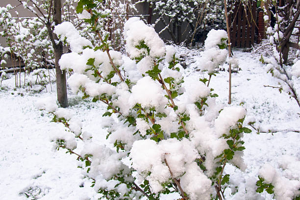 istock Green gooseberry bush completely covered with a thick layer of late spring snow. 2241251162