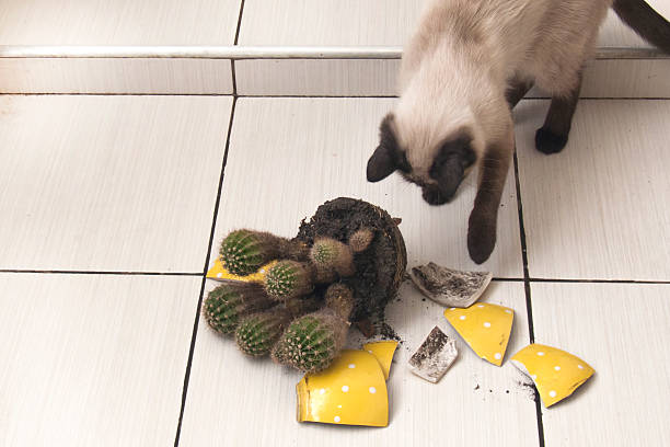 A graceful Siamese kitten has broken a pot with cacti, which are now lying on the white tiled floor. Shots of domestic mischief and house pets.