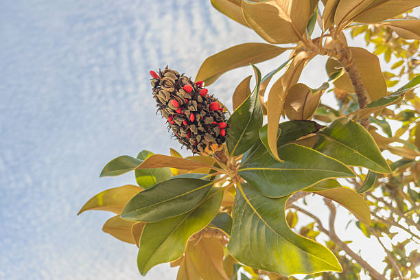 A fully open magnolia seed pod shows striking red seeds amid shiny green leaves.
