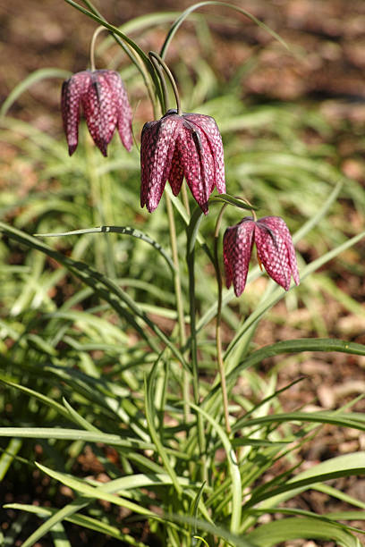 istock Fritillaria meleagris (Snake's Head Fritillary) 2241252544