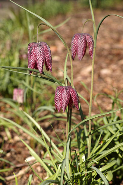 istock Fritillaria meleagris (Snake's Head Fritillary) 2241252545