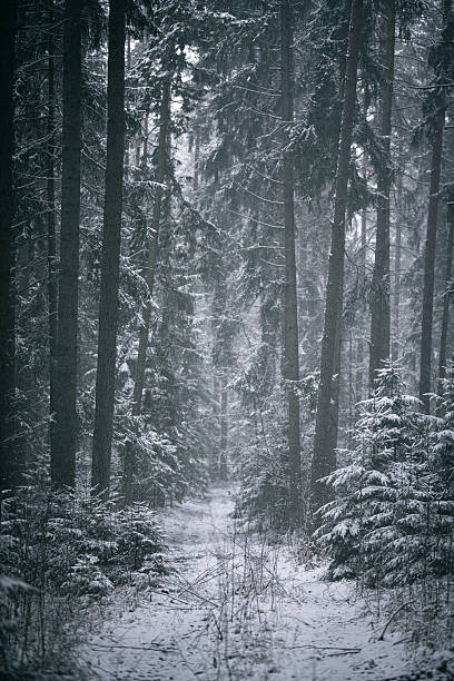 istock A tranquil forest scene, with a snow-covered path winding through the trees on a winter's day Vilnius, Lithuania 2241254698