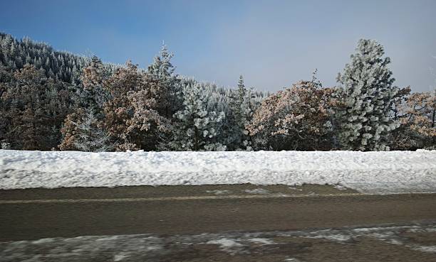 Driver's view of roadside