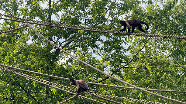 A playful scene showing a monkey walking carefully along a rope, using its arms and tail for balance. Captured in natural light, the image highlights the animal’s agility, coordination, and intelligence as it moves gracefully with full concentration. Surrounding greenery and soft background blur emphasize its natural setting, reflecting the curiosity and energy of wild primates in their jungle habitat. A perfect depiction of balance, motion, and the adaptability of monkeys in nature.