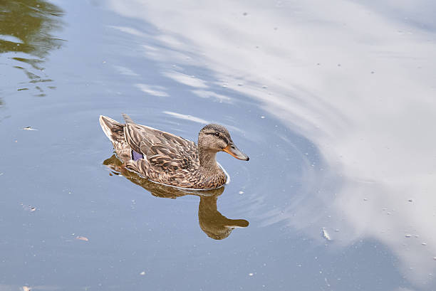istock Duck swimming in a tranquil pond 2241265075