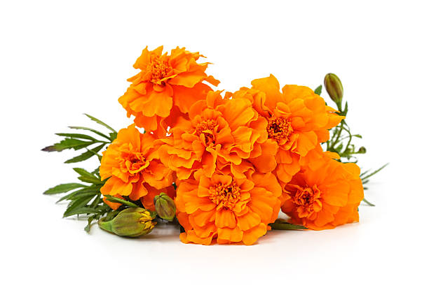 istock Bouquet of marigolds. 2241266066