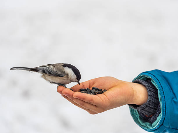 istock A willow tit sits on hand and eats seeds. Hungry bird willow tit eating seeds from a hand in winter or autumn 2241267162