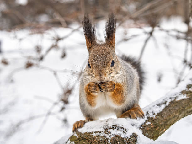 istock The squirrel with nut sits on tree in the winter or late autumn. 2241267176