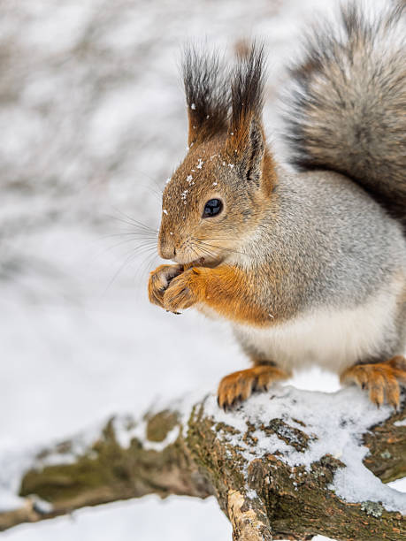 istock The squirrel with nut sits on tree in the winter or late autumn. 2241267179