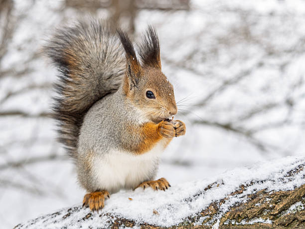 istock The squirrel with nut sits on tree in the winter or late autumn. 2241267232